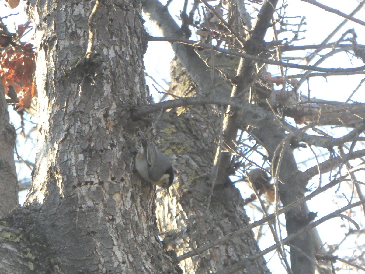 White-breasted Nuthatch - ML629552128