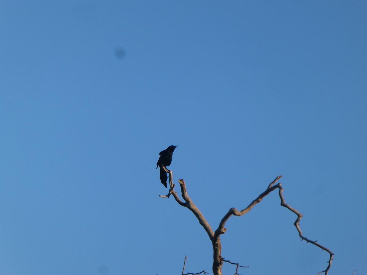 Great-tailed Grackle - ML629552133