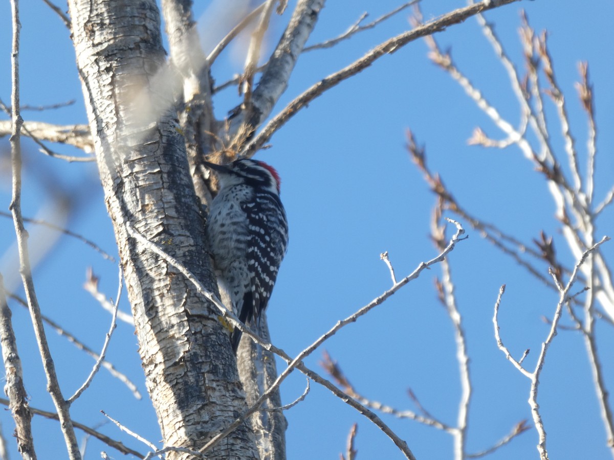 Nuttall's Woodpecker - ML629552138