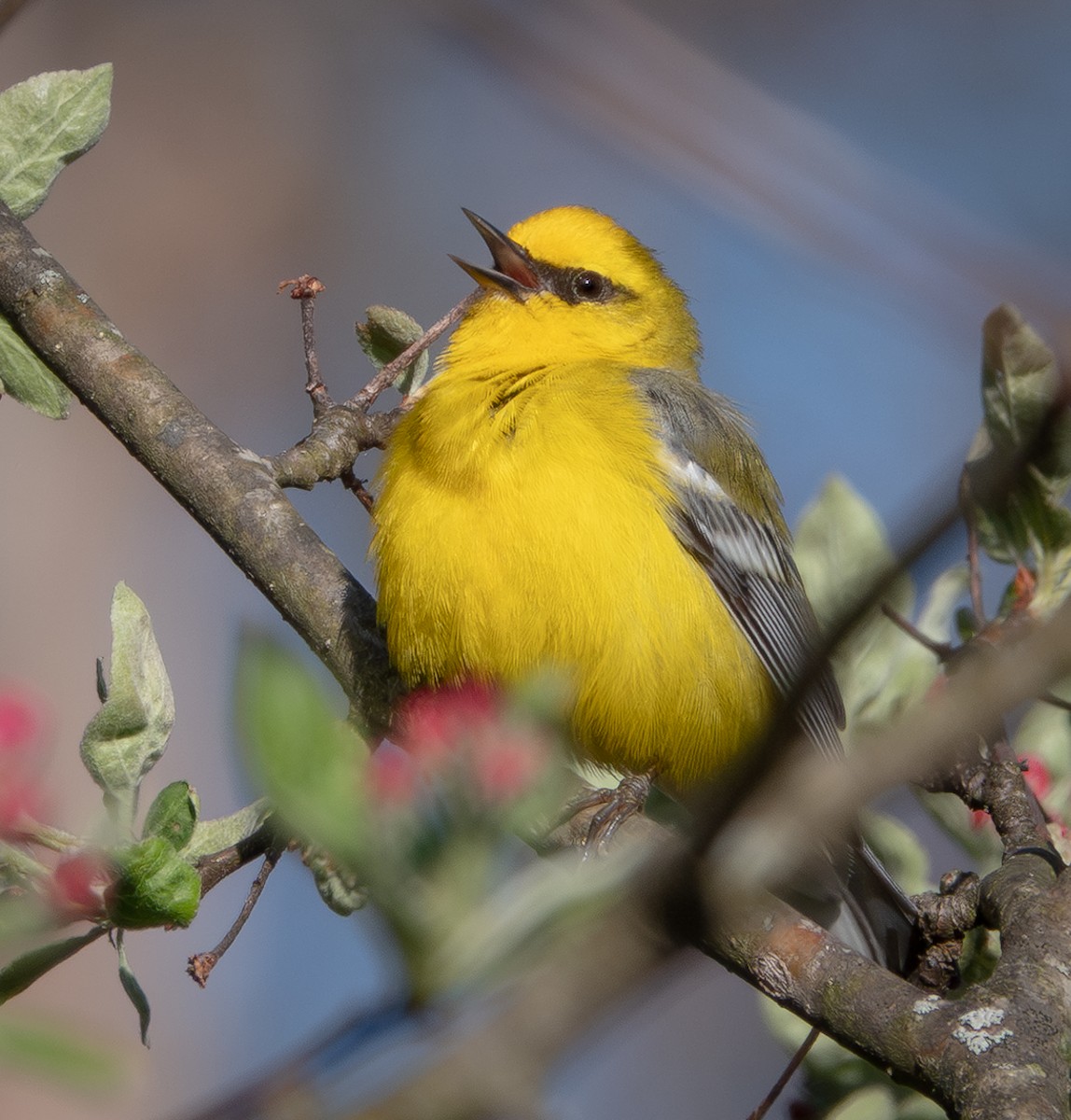 Blue-winged Warbler - ML629552205