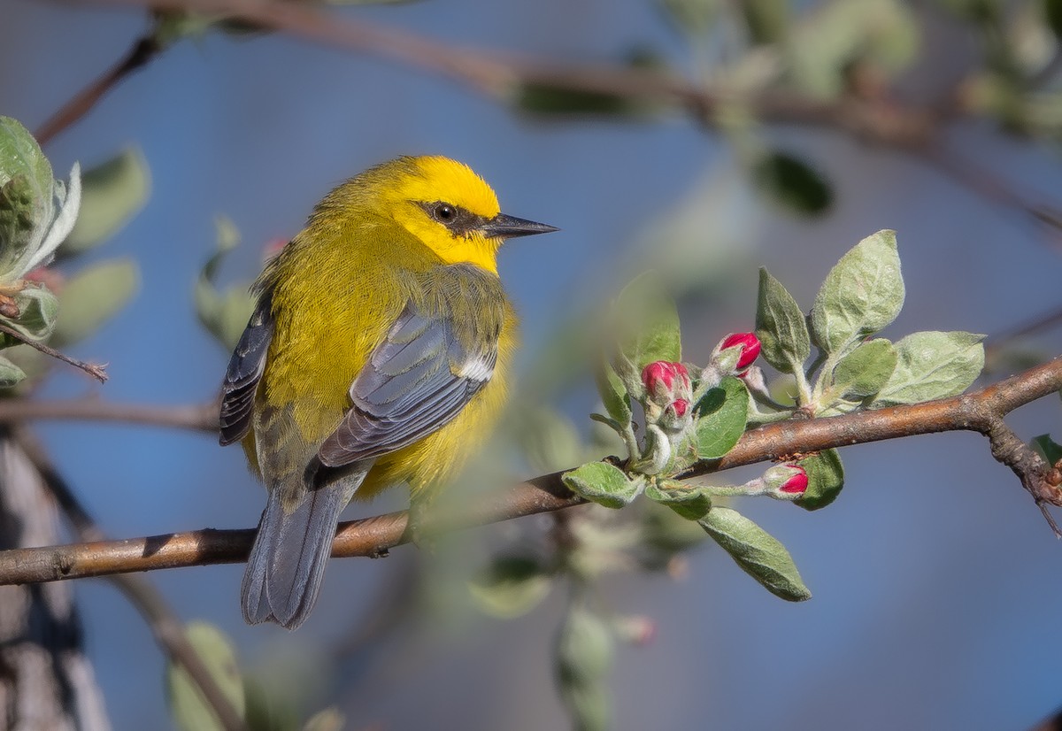 Blue-winged Warbler - ML629552207