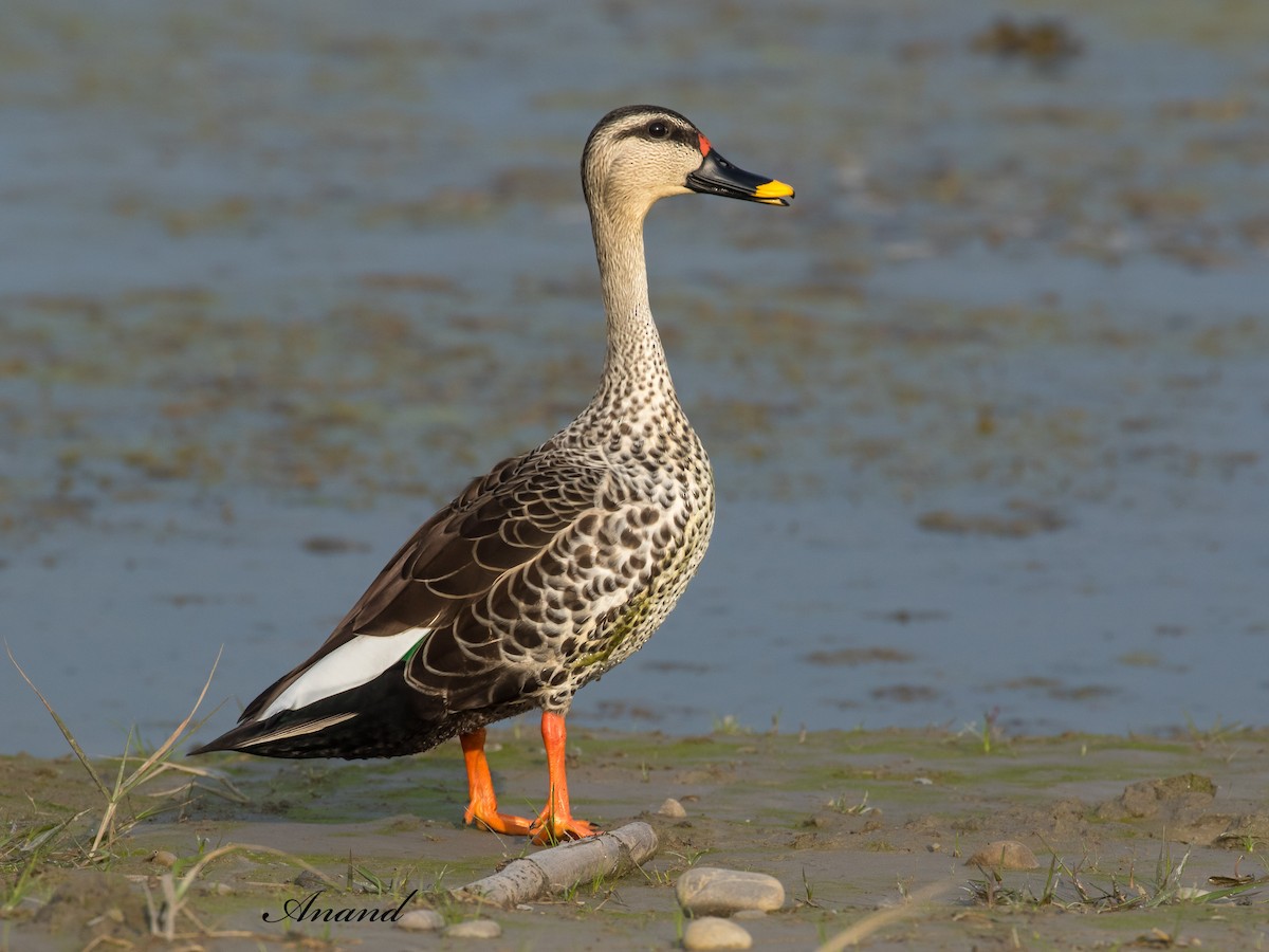Indian Spot-billed Duck - ML629552500