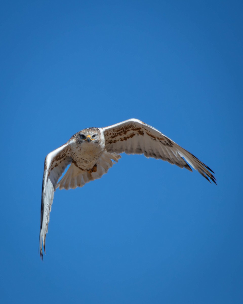 Ferruginous Hawk - ML629552685