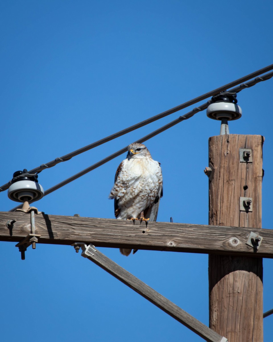 Ferruginous Hawk - ML629552686
