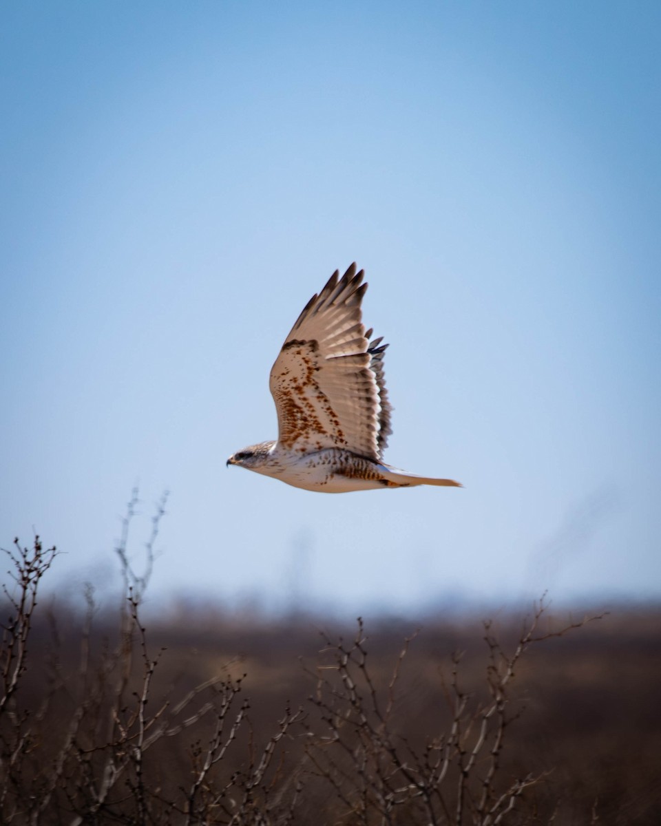 Ferruginous Hawk - ML629552687