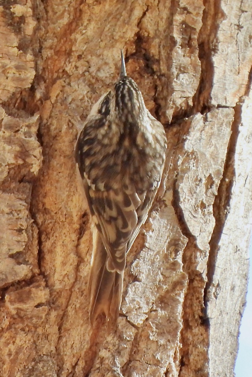 Brown Creeper - ML629553036