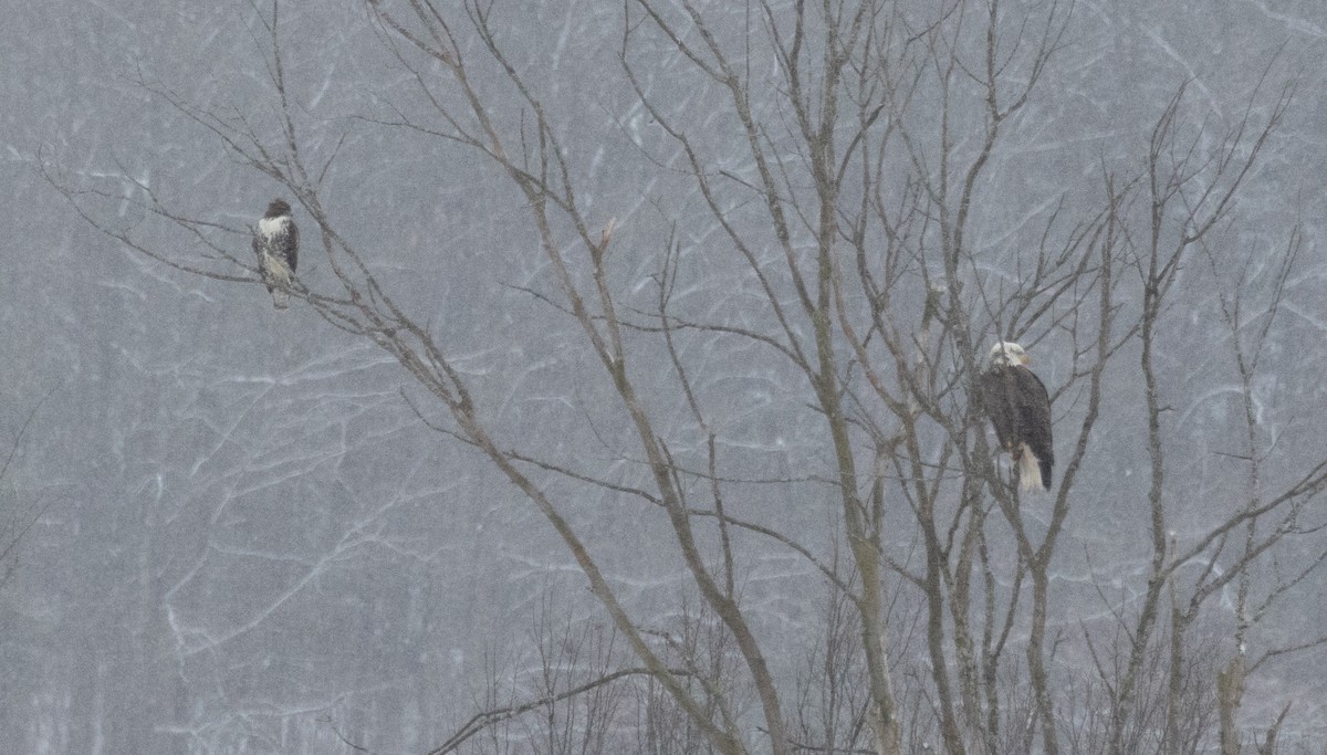 Red-tailed Hawk (abieticola) - ML629553066