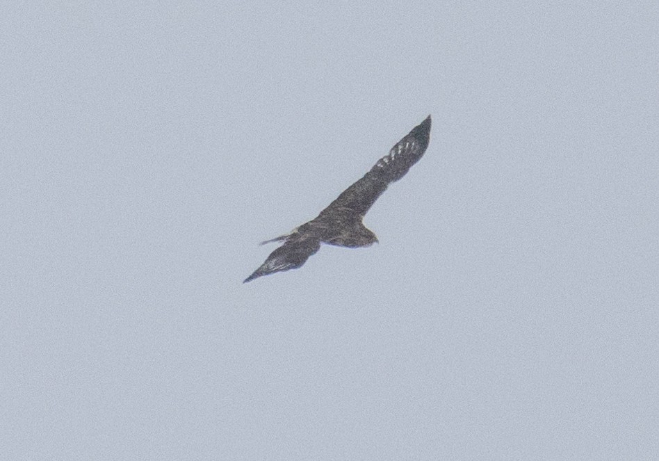 Rough-legged Hawk - ML629553285