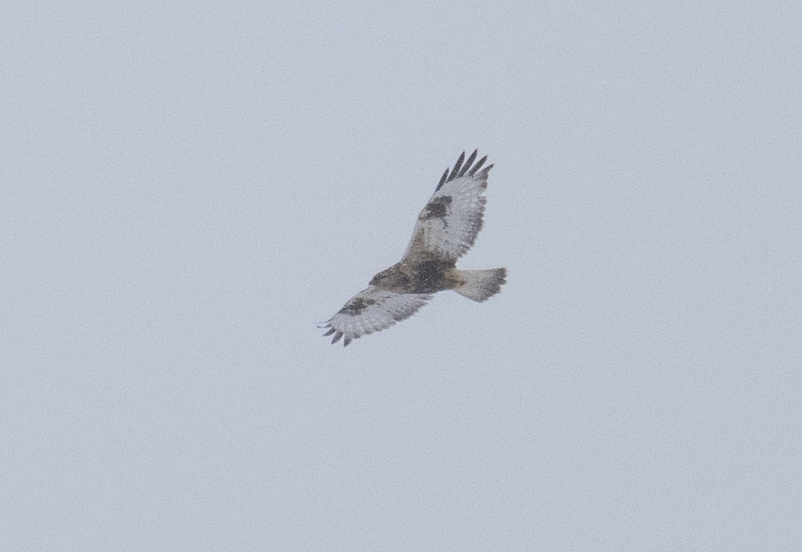 Rough-legged Hawk - ML629553286