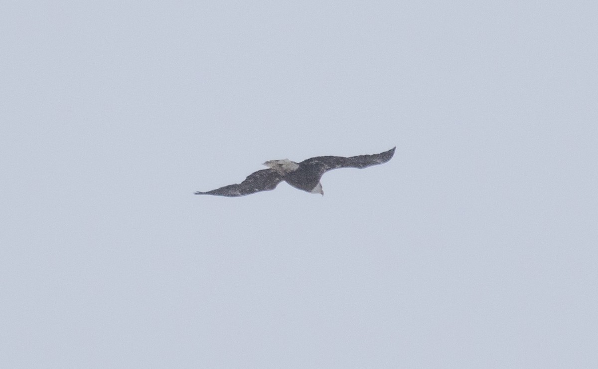 Bald Eagle - ML629553337