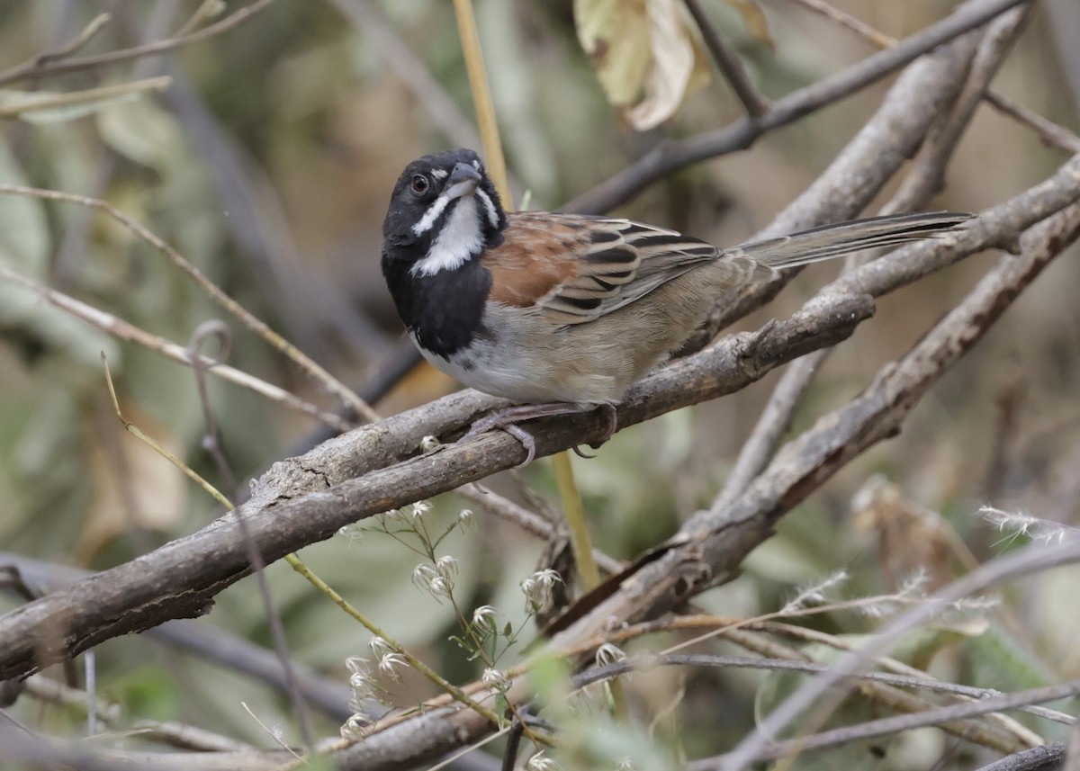 Black-chested Sparrow - ML629553342