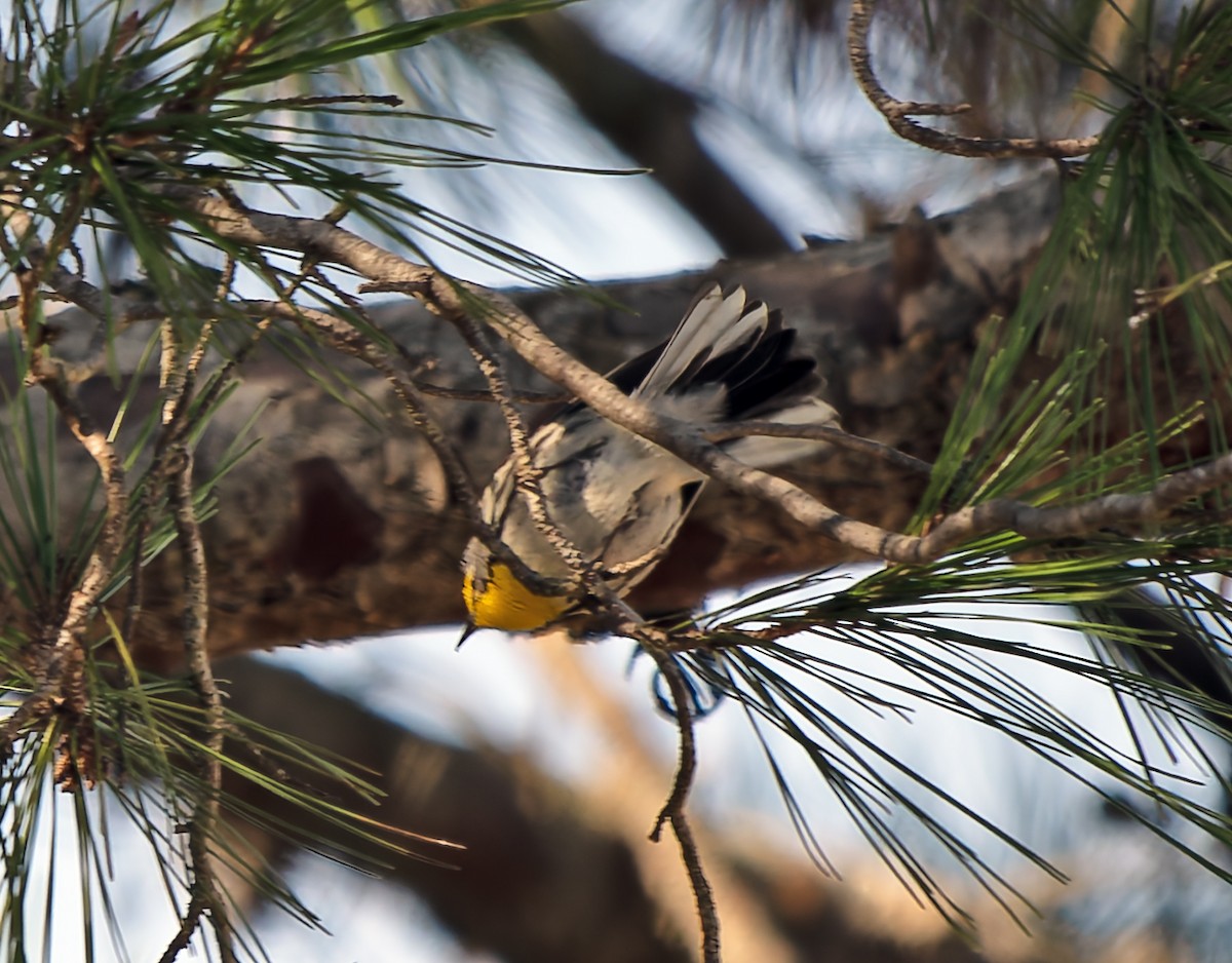 Grace's Warbler - ML629553344