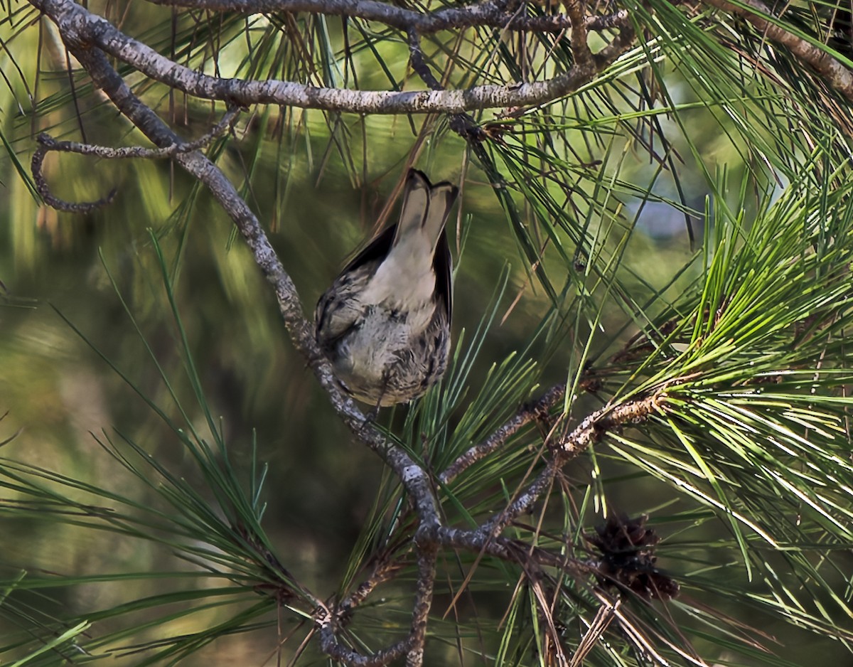 Grace's Warbler - ML629553345