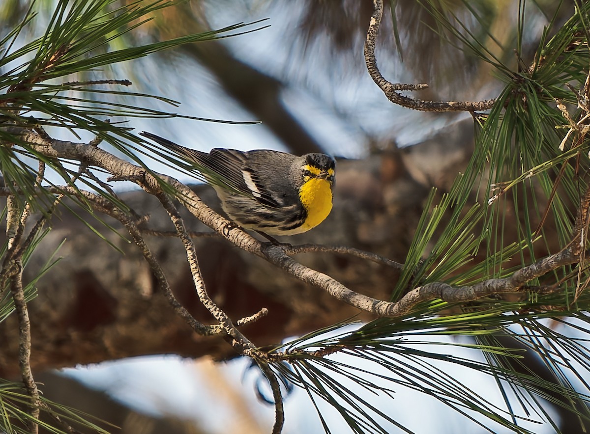 Grace's Warbler - ML629553346