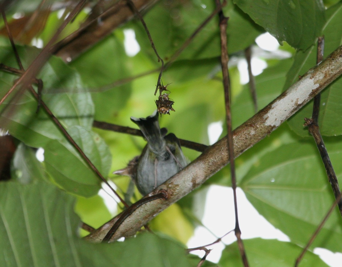 Fork-tailed Pygmy-Tyrant - ML629553443