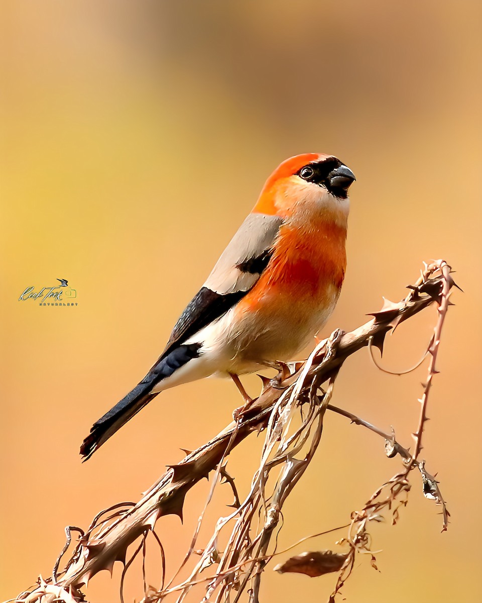 Red-headed Bullfinch - ML629553475