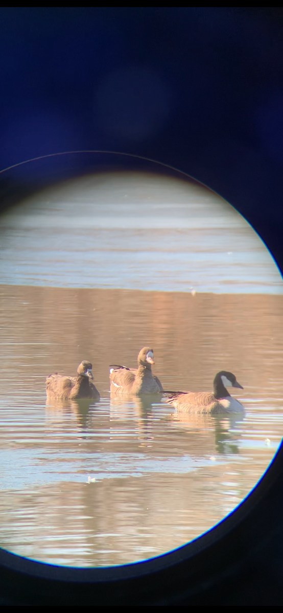 Greater White-fronted x Cackling Goose (hybrid) - ML629553758