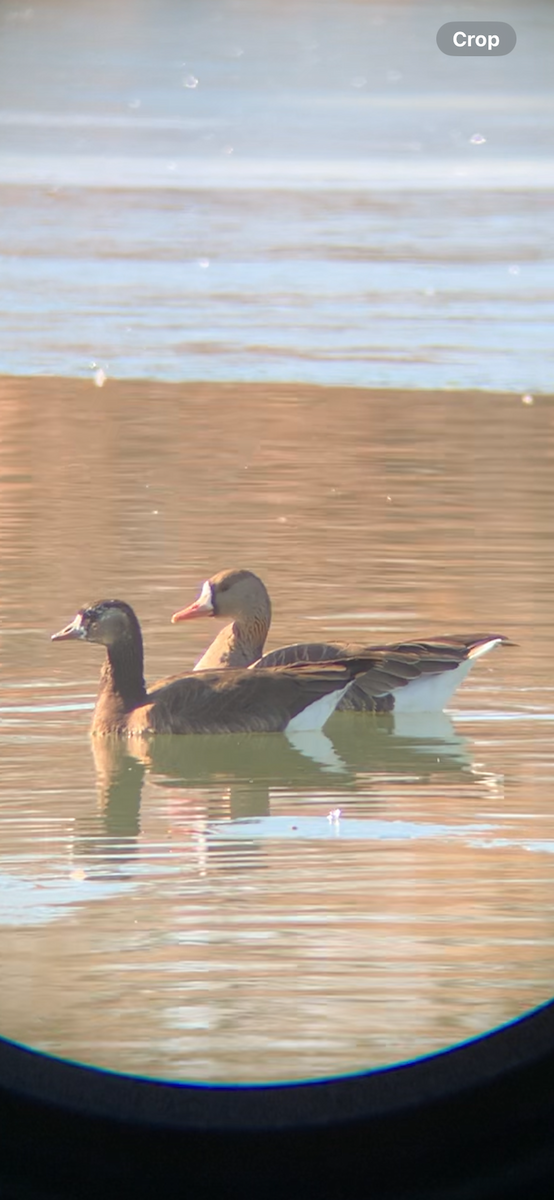 Greater White-fronted x Cackling Goose (hybrid) - ML629553759