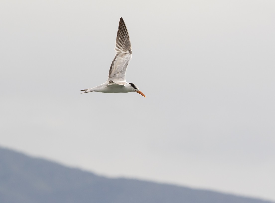 Крячок королівський - ML629553795