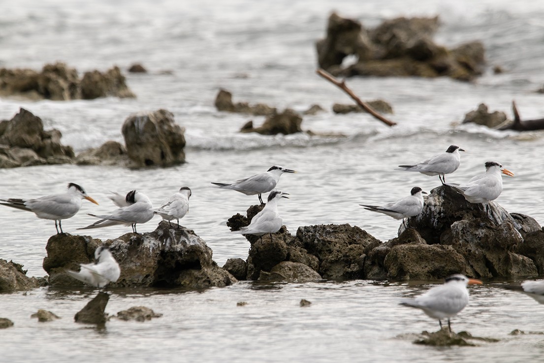 Крячок рябодзьобий - ML629553800