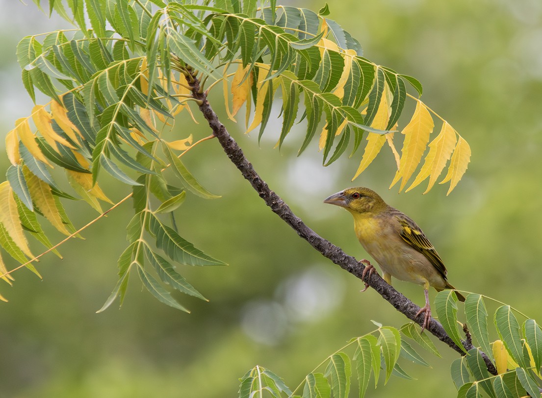 Ткачик великий [група cucullatus] - ML629553816