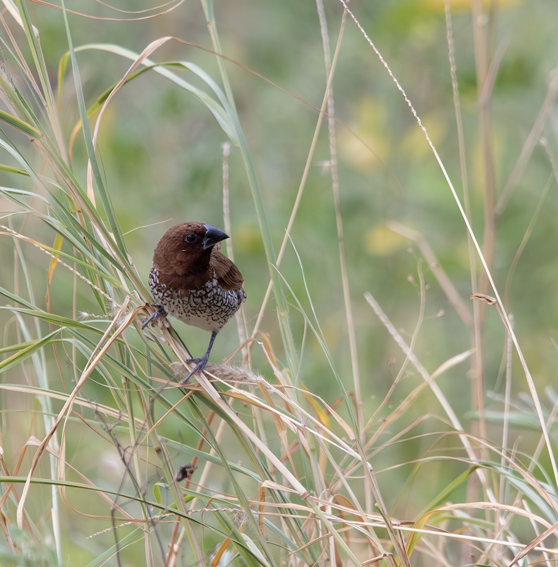 Мунія іржаста - ML629553819