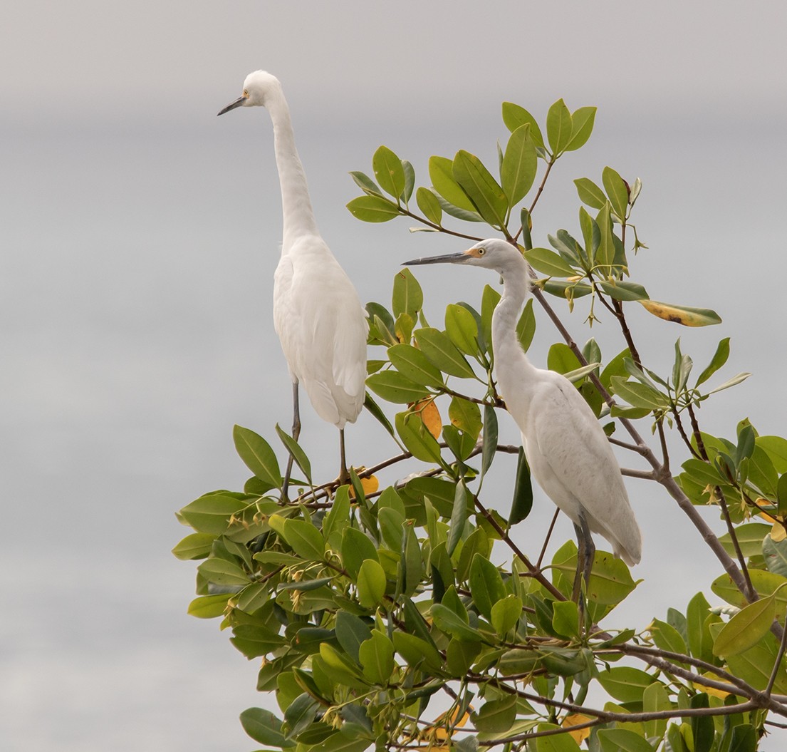 Чепура американська - ML629553824