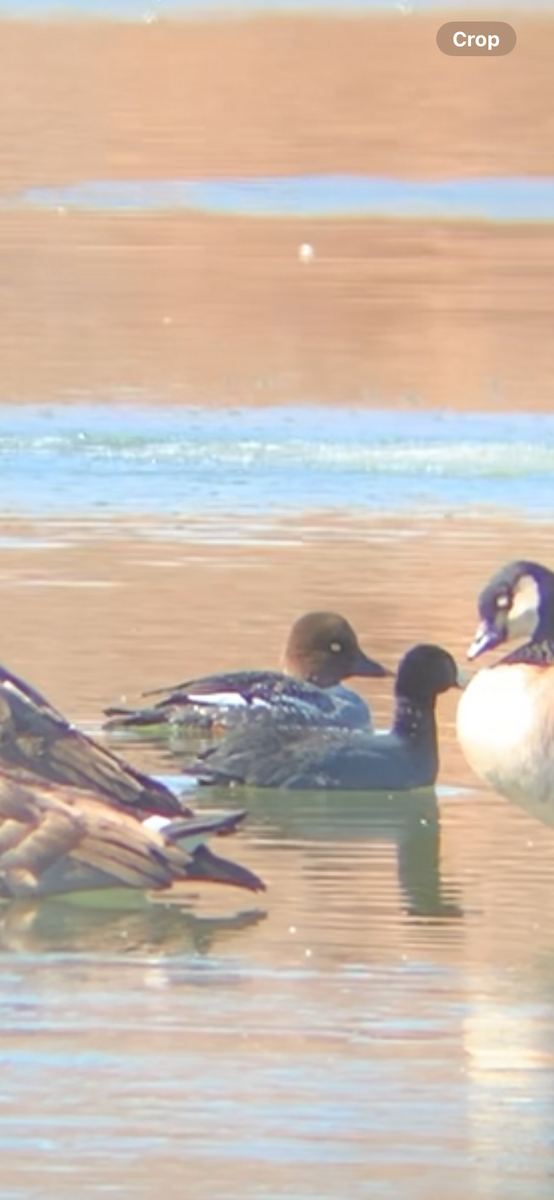 Common Goldeneye - ML629553844