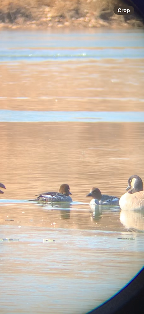 Common Goldeneye - ML629553845