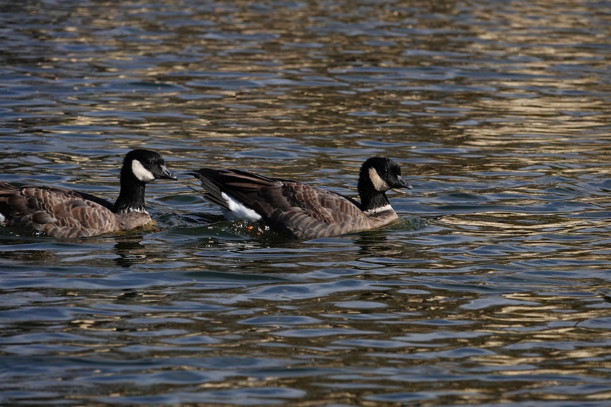 Cackling Goose - ML629553944