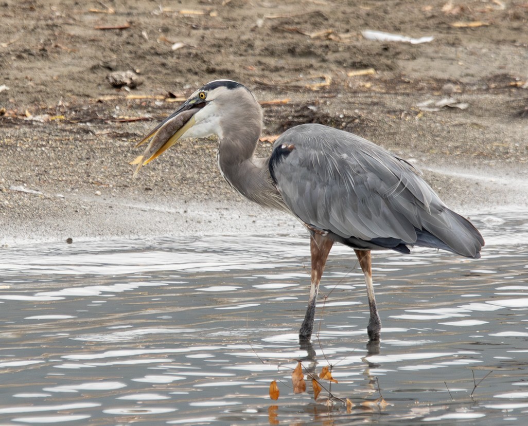 Чапля північна - ML629554004