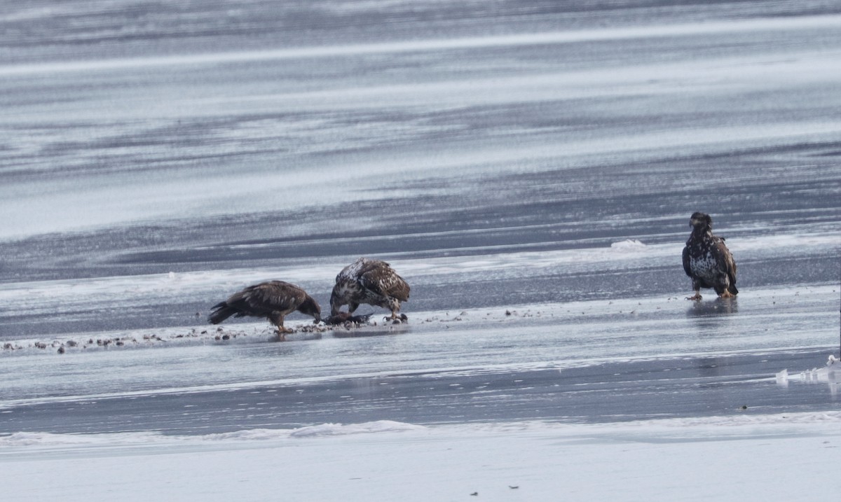 Bald Eagle - ML629554164