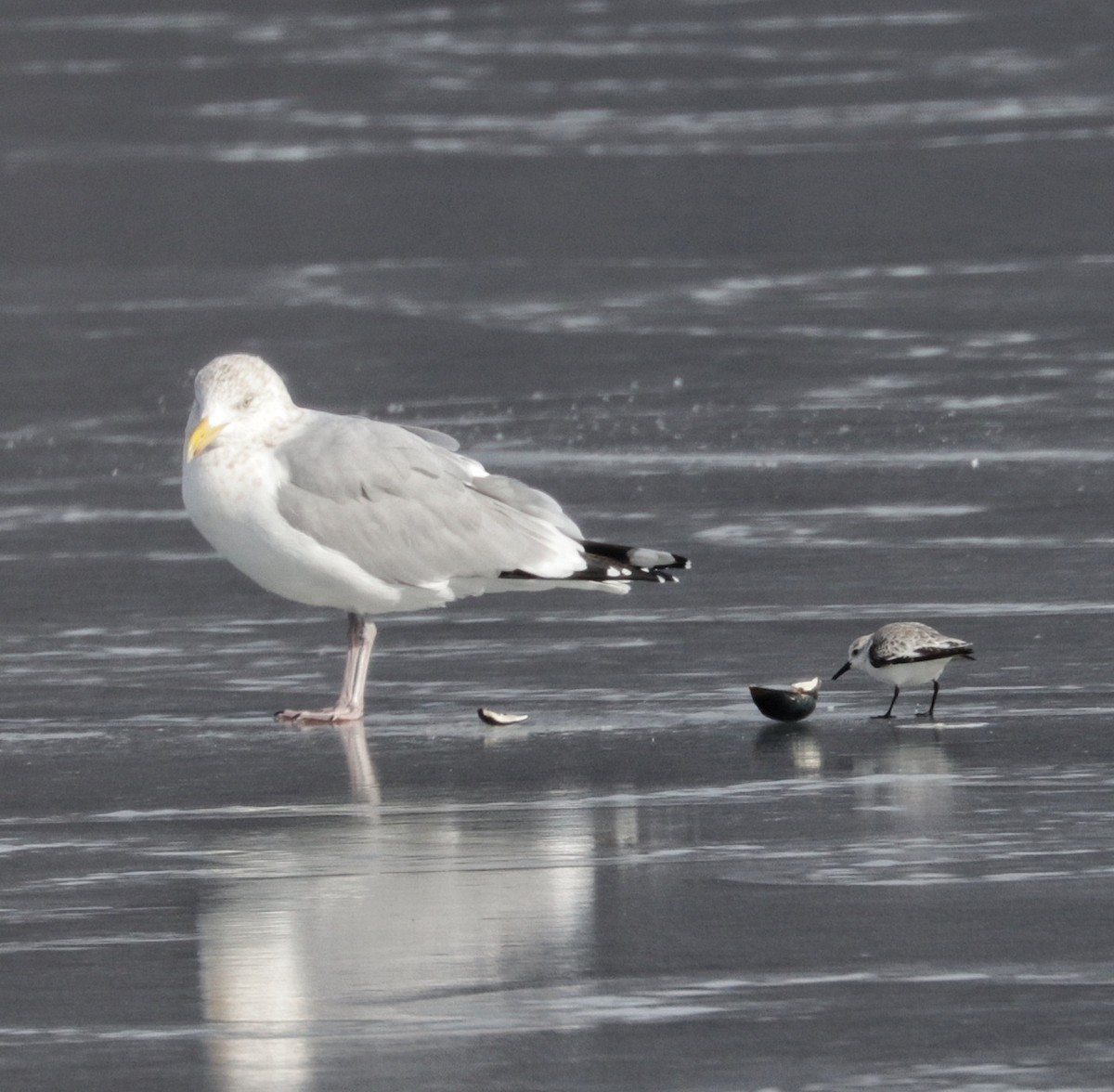 Sanderling - ML629554182