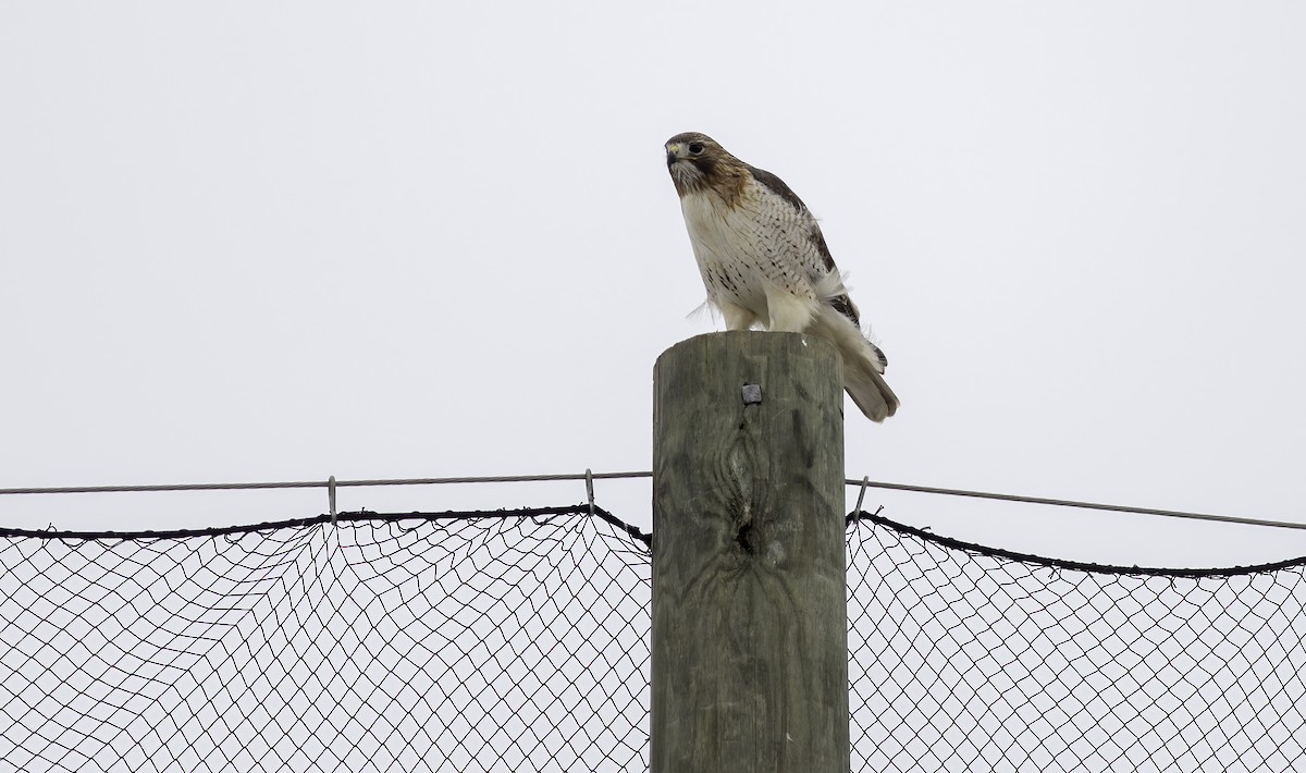 Red-tailed Hawk (borealis) - ML629554223