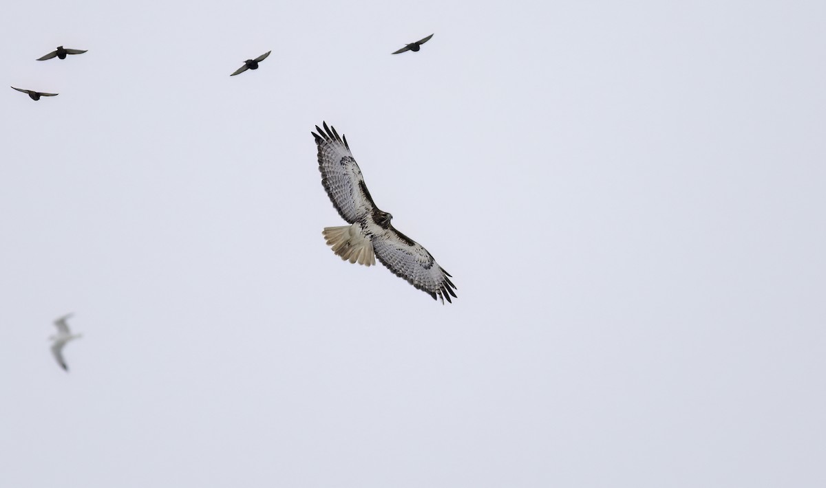 Red-tailed Hawk (abieticola) - ML629554343