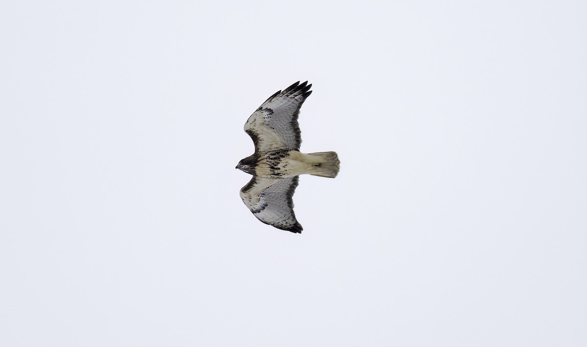 Red-tailed Hawk (abieticola) - ML629554344