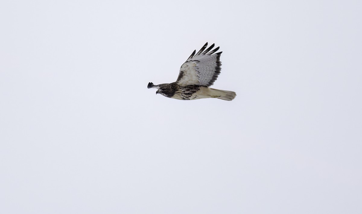 Red-tailed Hawk (abieticola) - ML629554345