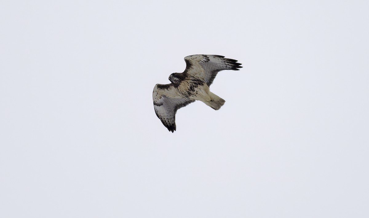 Red-tailed Hawk (abieticola) - ML629554346