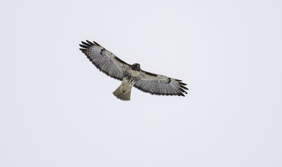 Red-tailed Hawk (abieticola) - ML629554348