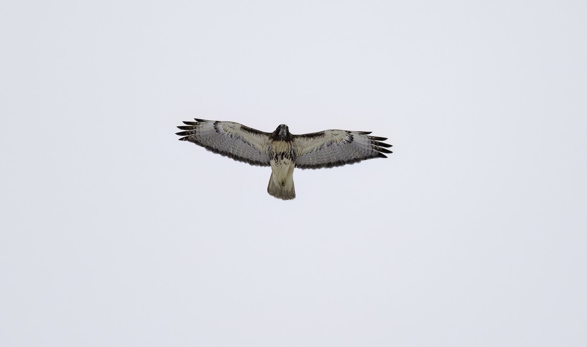 Red-tailed Hawk (abieticola) - ML629554349