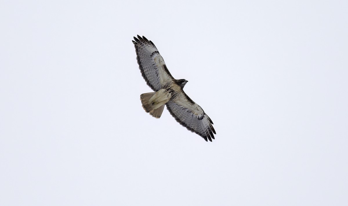 Red-tailed Hawk (abieticola) - ML629554350