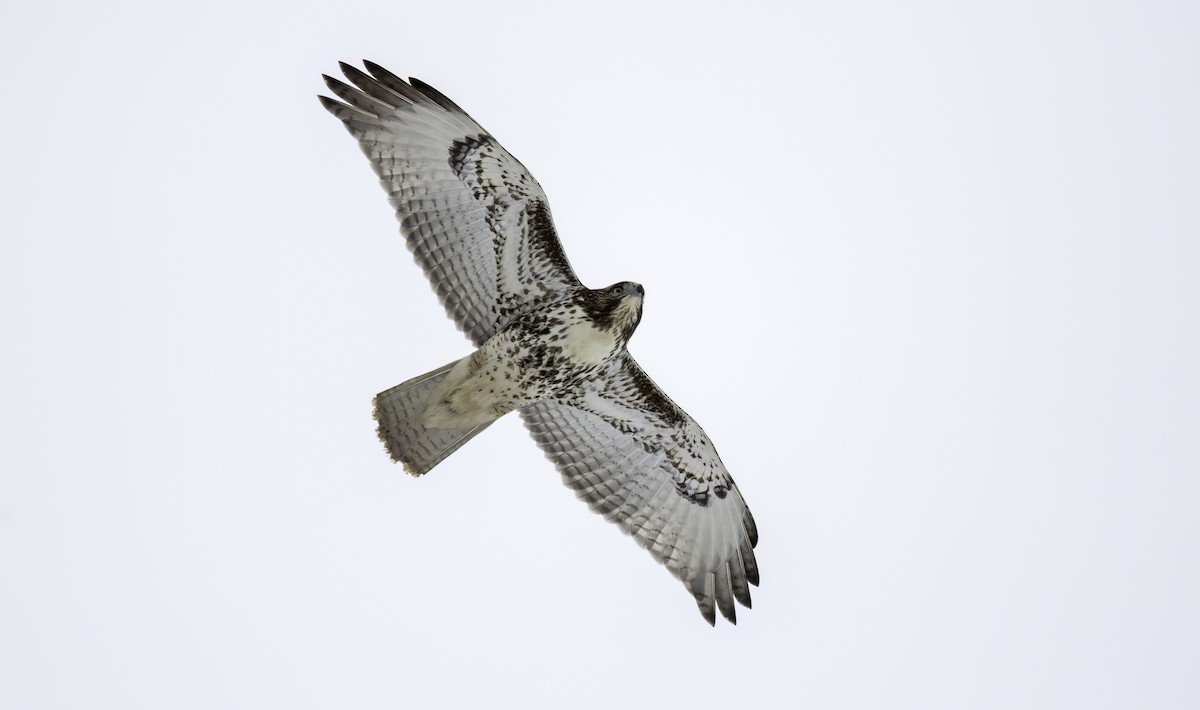 Red-tailed Hawk (borealis) - ML629554370