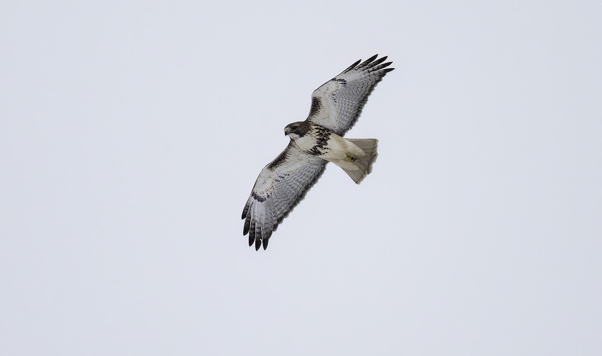 Red-tailed Hawk (borealis) - ML629554371