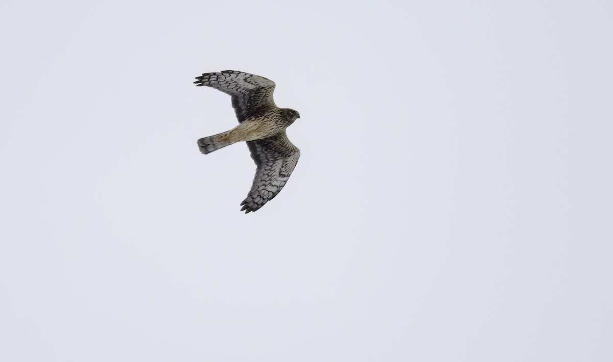 Northern Harrier - ML629554377