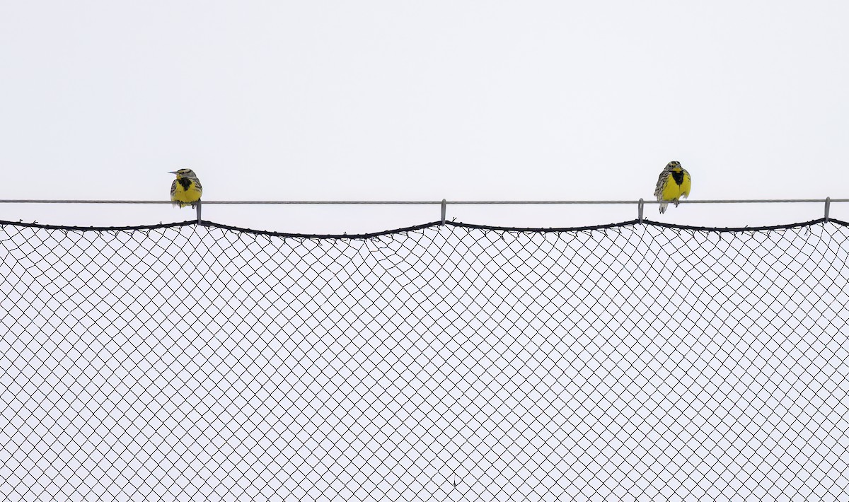 Eastern Meadowlark - ML629554381