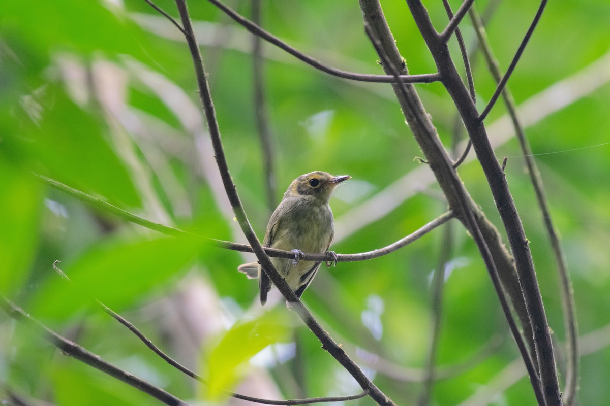 Oustalet's Tyrannulet - ML629554411