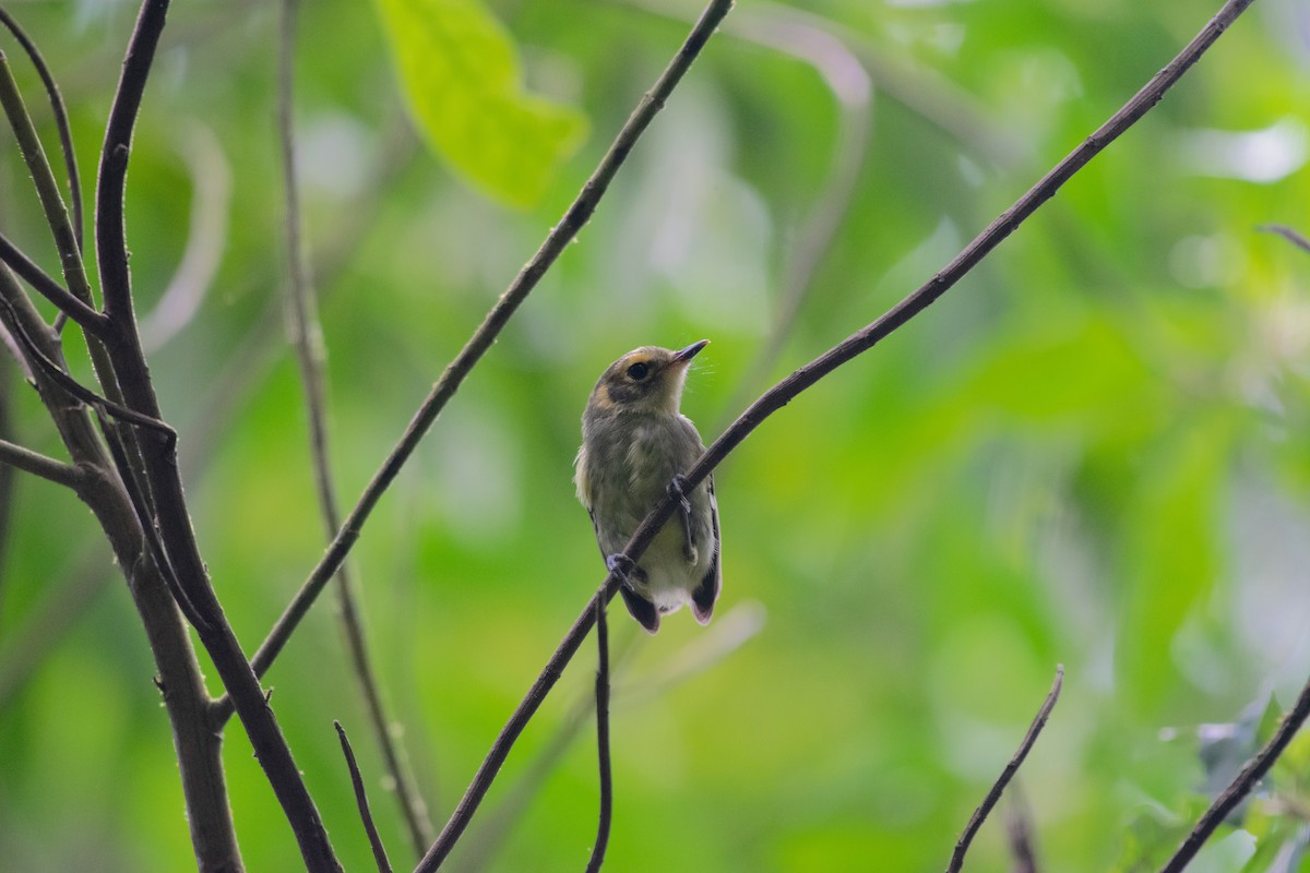 Oustalet's Tyrannulet - ML629554412