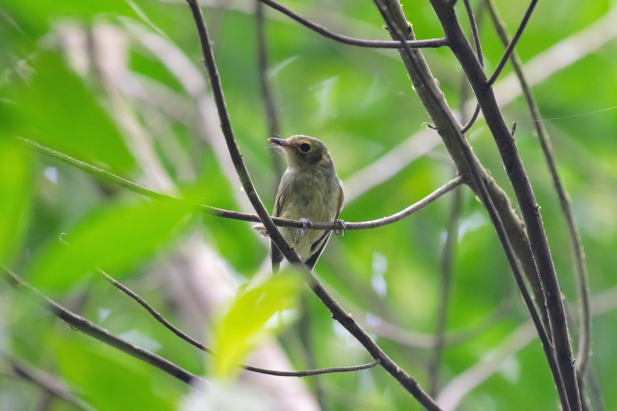 Oustalet's Tyrannulet - ML629554413