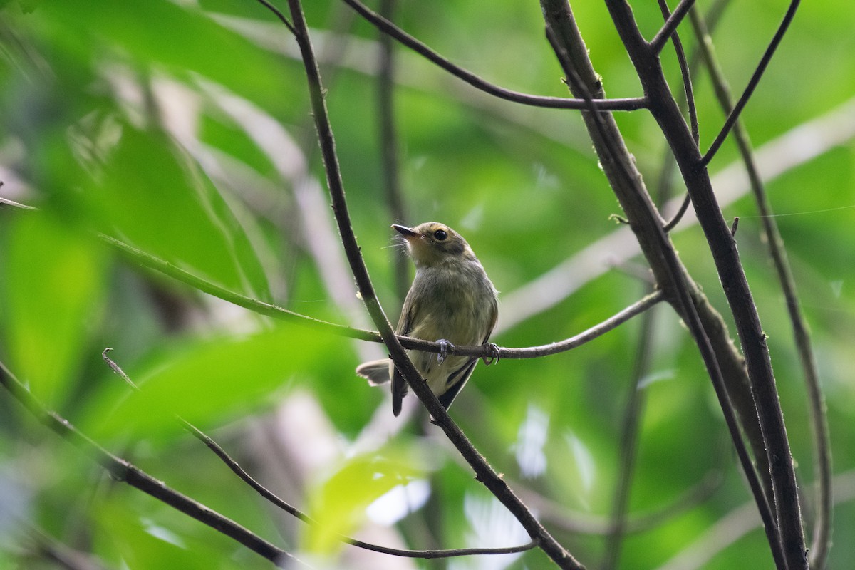 Oustalet's Tyrannulet - ML629554415