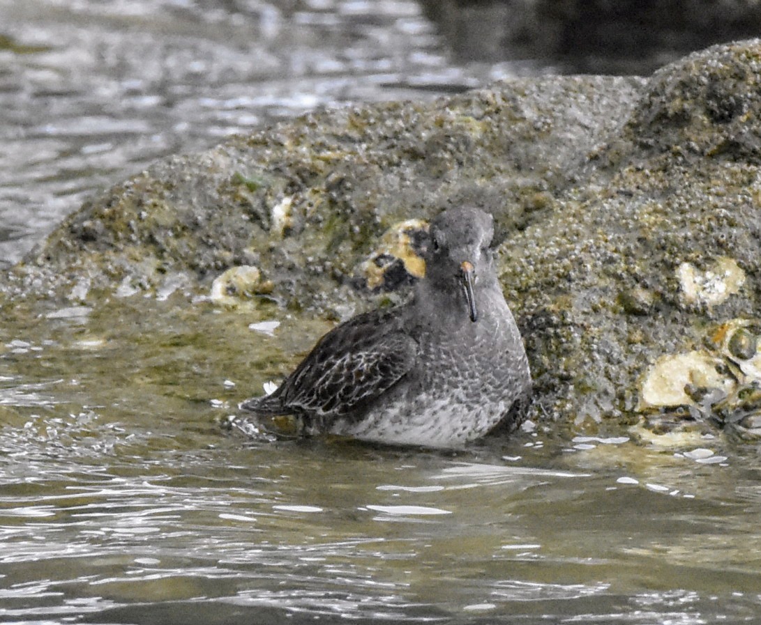 Purple Sandpiper - ML629554436